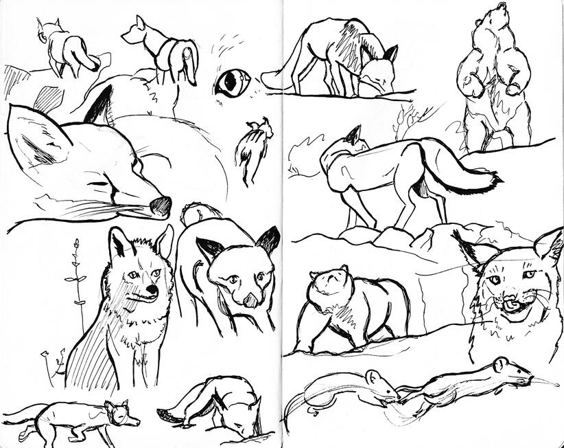 Animal Gesture Drawings | Ink on Sketchbook